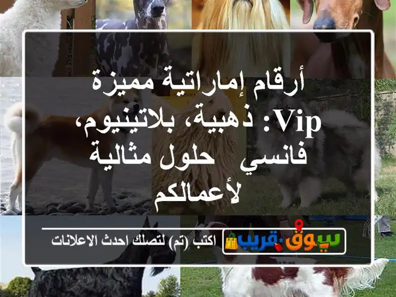 أرقام إماراتية مميزة VIP: ذهبية، بلاتينيوم، فانسي -...