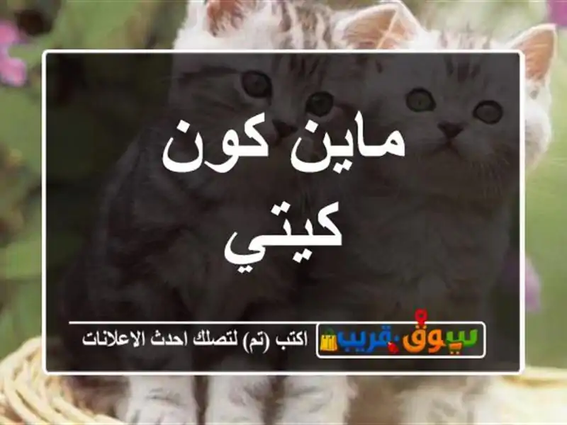 ماين كون كيتي