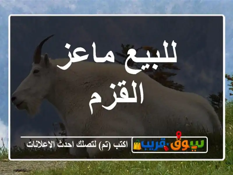 للبيع ماعز القزم