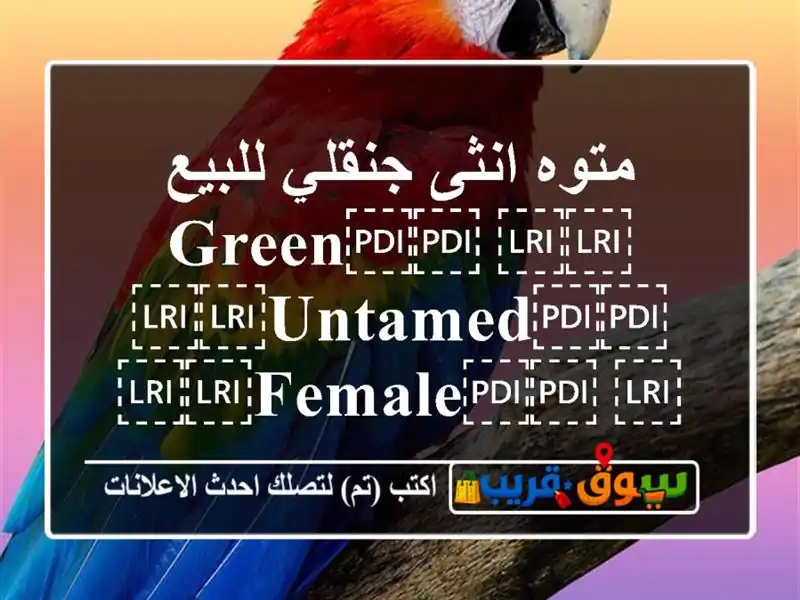 متوه انثى جنقلي للبيع ⁦⁦Green⁩⁩ ⁦⁦untamed⁩⁩...