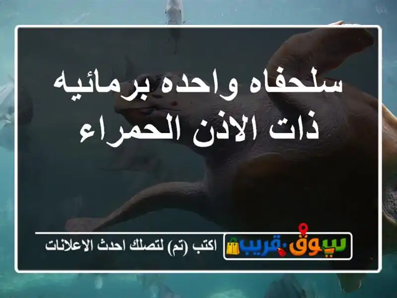سلحفاه واحده برمائيه ذات الاذن الحمراء