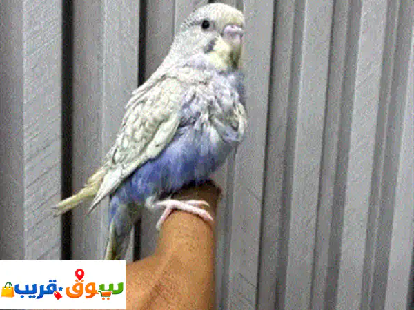 متوفر عندي فروخ بادجي أليفه مناسبة جدة للاطفال ولا يوجد لديها أي عض 100 ريال للفرخ الواحد وكذلك ...