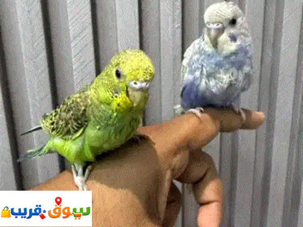 متوفر عندي فروخ بادجي أليفه مناسبة جدة للاطفال...