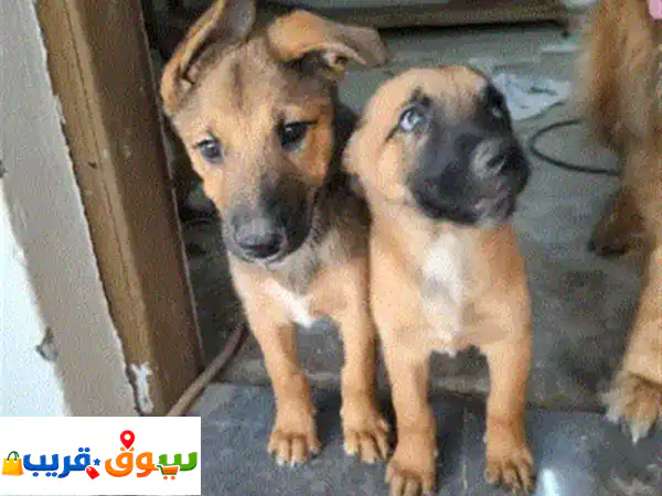 جراوي مالينوا بلجيكية متوفرة، عمرها 3 أشهر، يمكن...