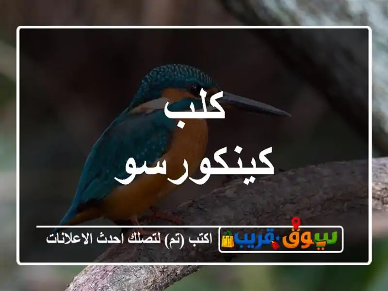 كلب كينكورسو