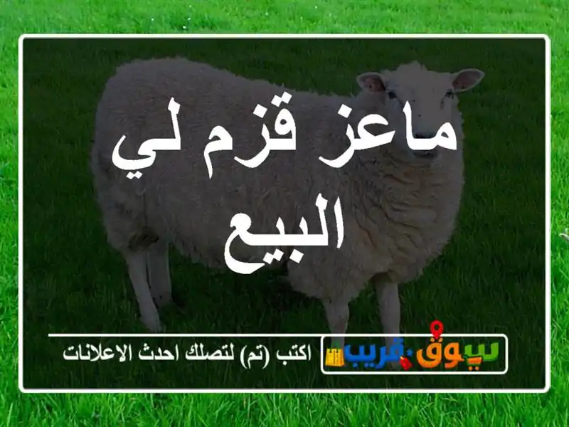 ماعز قزم لي البيع