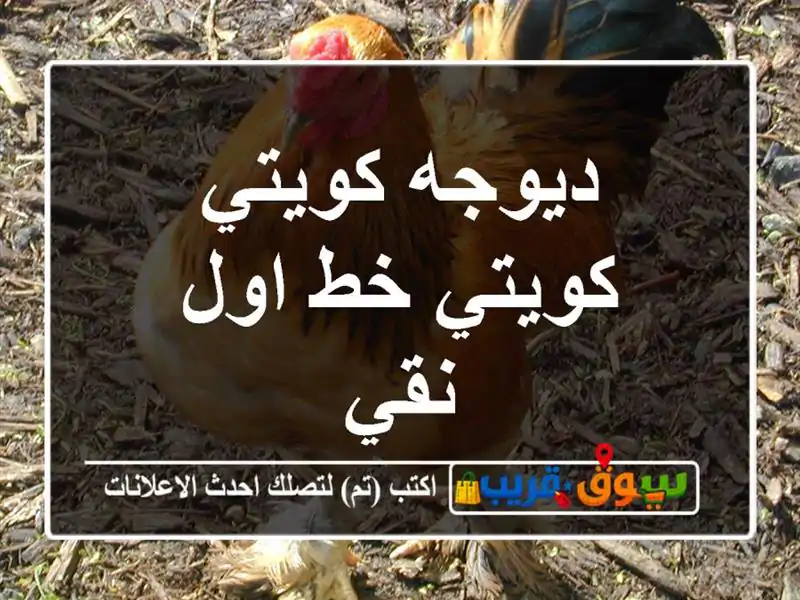 ديوجه كويتي كويتي خط اول نقي