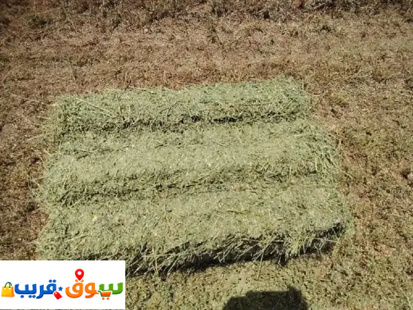 يوجد لدينا برسيم أخضر خالس من الحشائش تصدير...