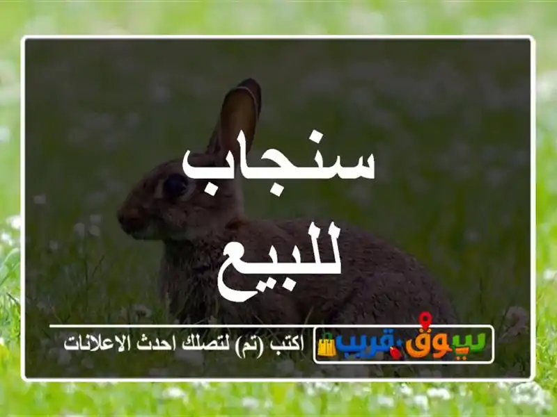 سنجاب للبيع