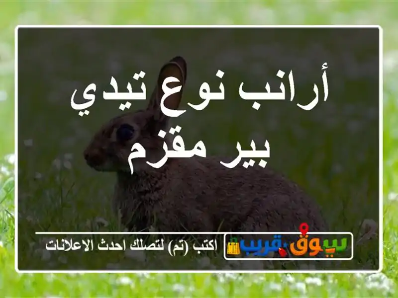 أرانب نوع تيدي بير مقزم