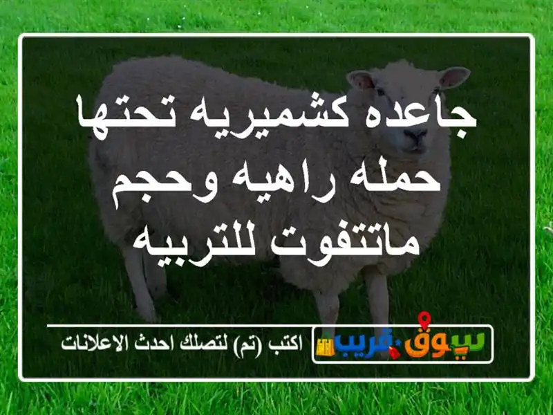 جاعده كشميريه تحتها حمله راهيه وحجم ماتتفوت للتربيه