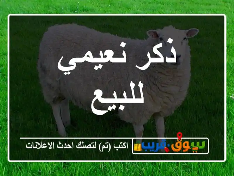 ذكر نعيمي للبيع