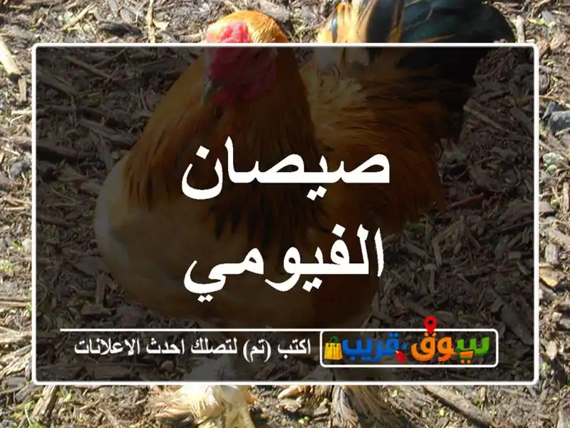 صيصان الفيومي