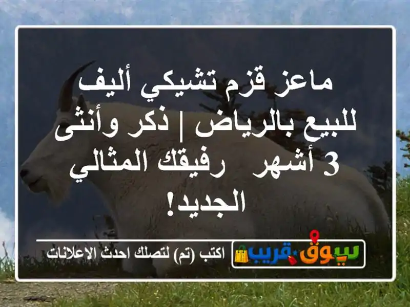 ماعز قزم تشيكي أليف للبيع بالرياض | ذكر وأنثى 3 أشهر...