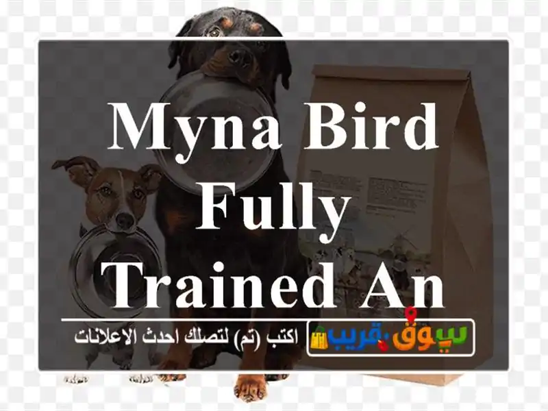 myna bird fully trained and tamd