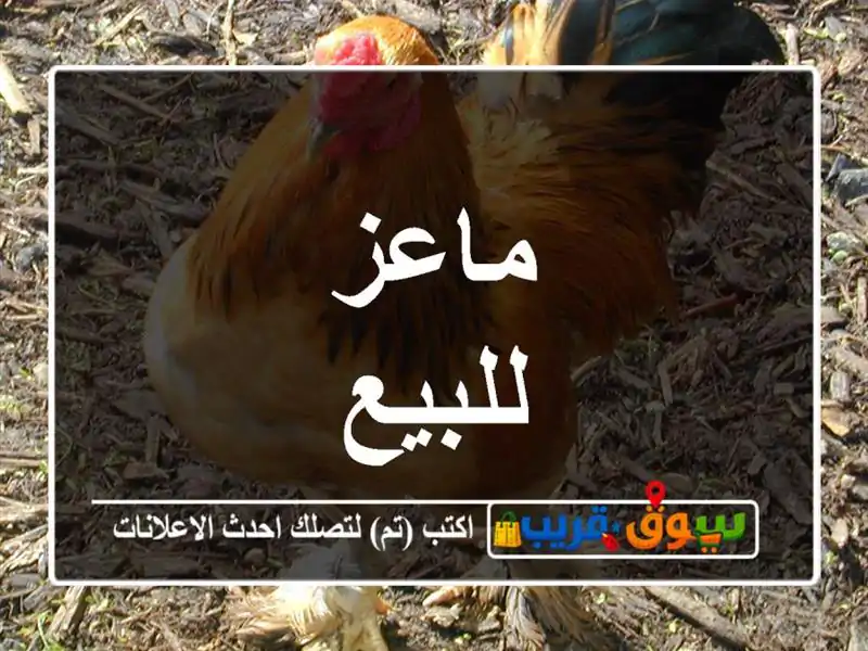 ماعز للبيع