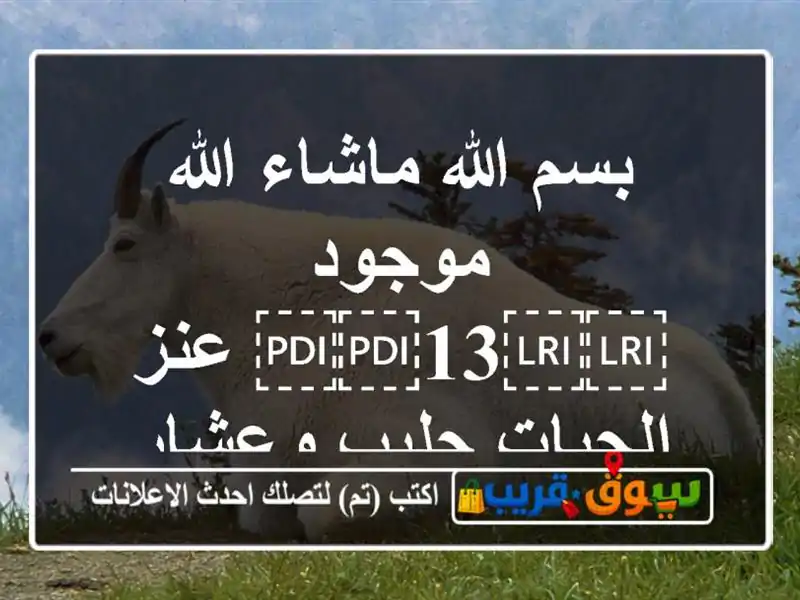 بسم الله ماشاء الله موجود ⁦⁦13⁩⁩ عنز الجبات...