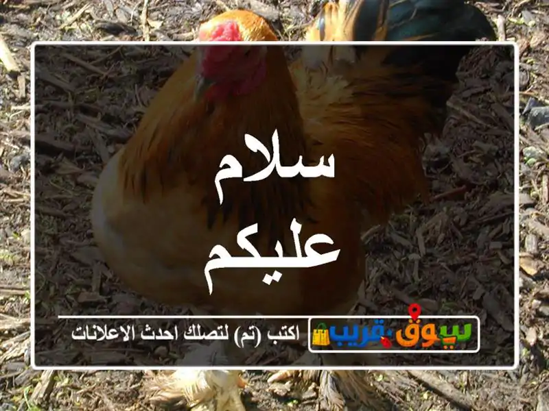 سلام عليكم