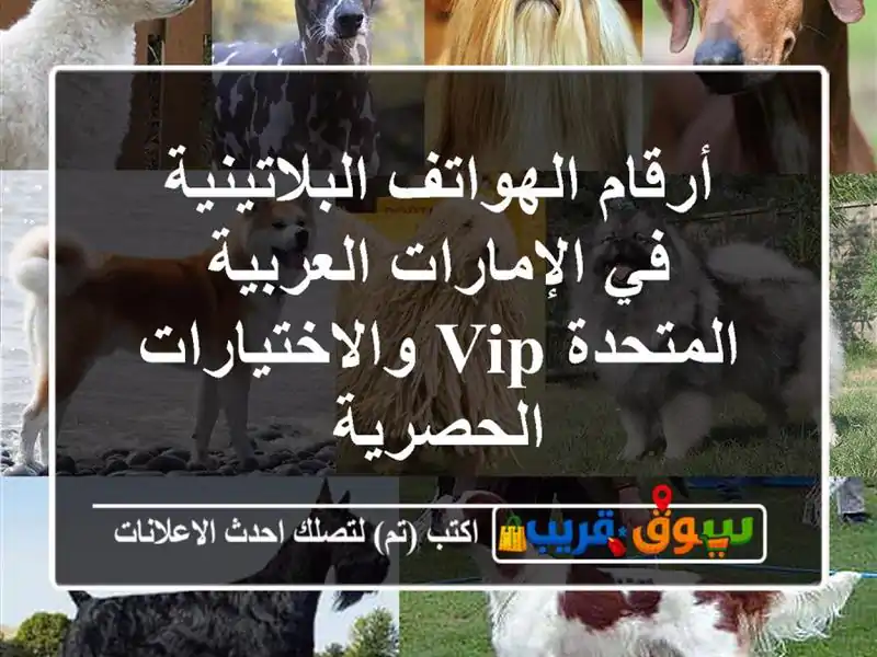 أرقام الهواتف البلاتينية في الإمارات العربية المتحدة...