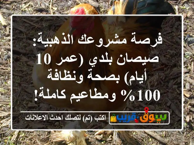 فرصة مشروعك الذهبية: صيصان بلدي (عمر 10 أيام) بصحة ونظافة 100% ومطاعيم كاملة!