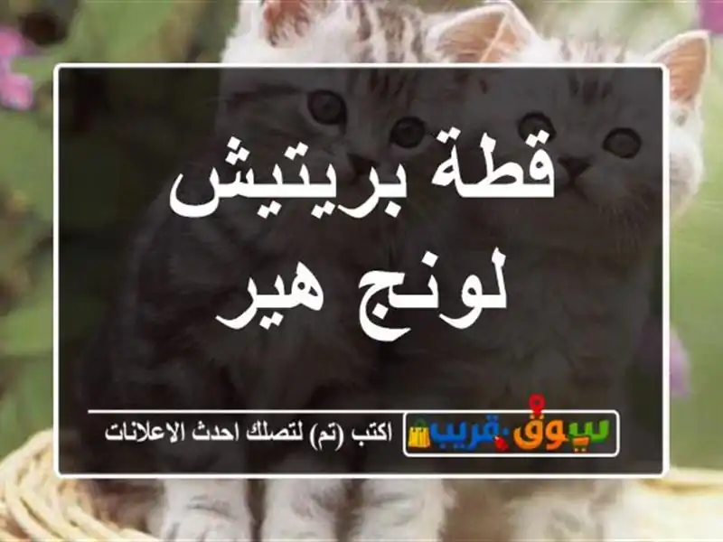 قطة بريتيش لونج هير