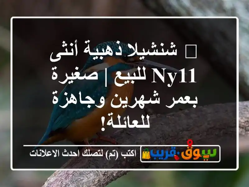 🌟 شنشيلا ذهبية أنثى NY11 للبيع | صغيرة بعمر شهرين...