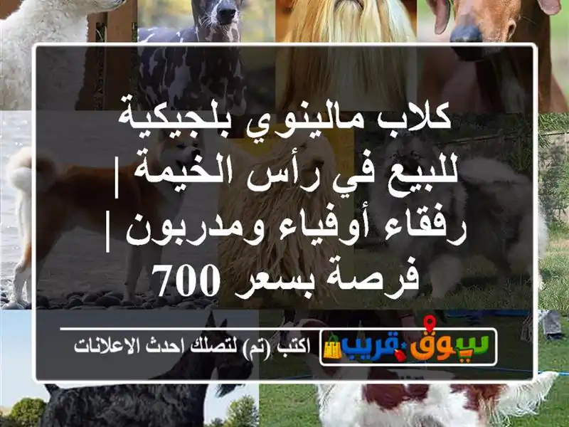 كلاب مالينوي بلجيكية للبيع في رأس الخيمة |...