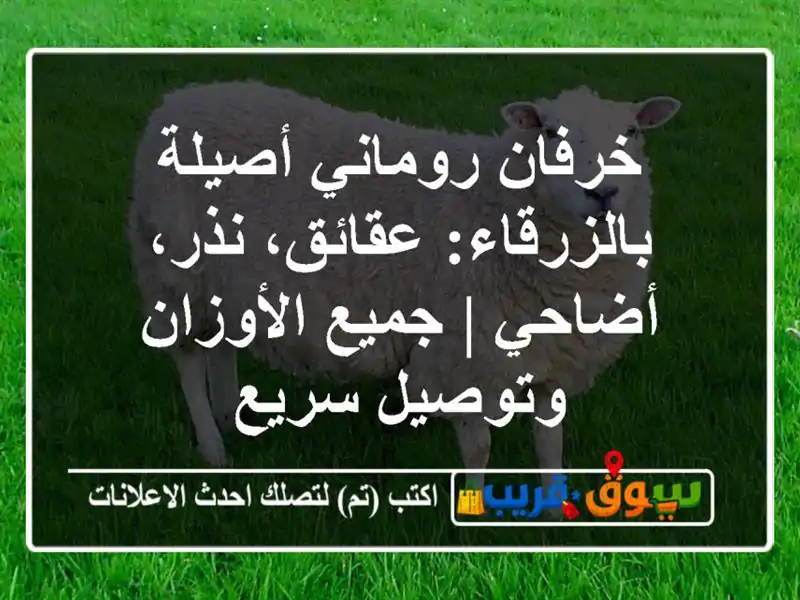 خرفان روماني أصيلة بالزرقاء: عقائق، نذر، أضاحي |...