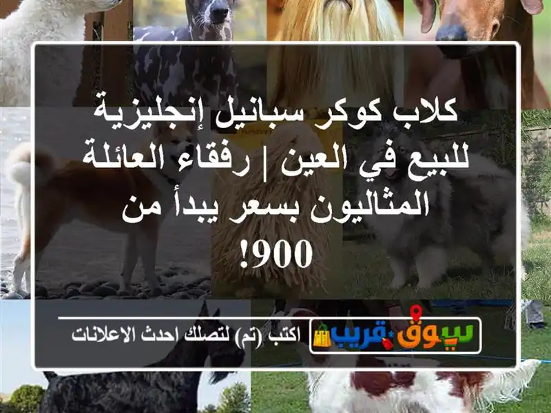 كلاب كوكر سبانيل إنجليزية للبيع في العين |...