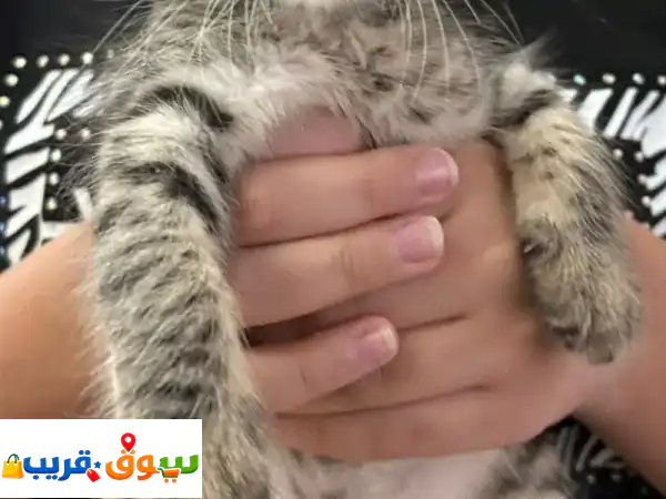 فرصة لا تعوض: قطة صغيرة لطيفة للبيع | جاهزة للمنزل...