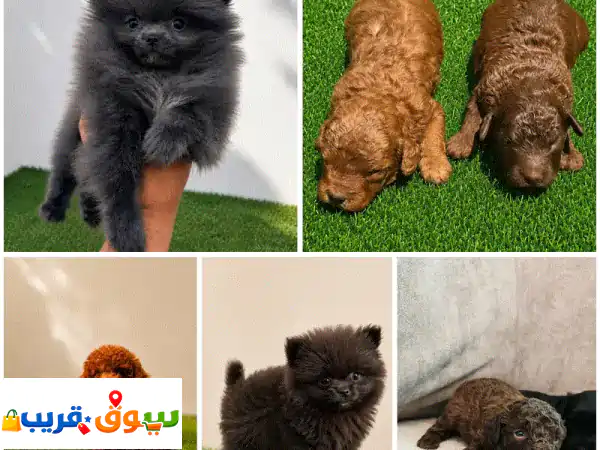 Mini poodle and pomernian and matipoo and shitzue