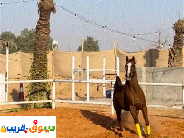 شيءهانة الجوف: فرس عربية أصيلة للبيع | حفيدة غزال...