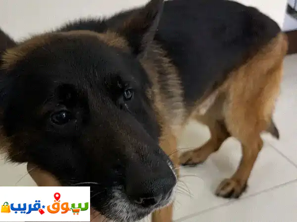 كلب جيرمن شيبرد ذكر للبيع | مدرب، أليف، وحارس...
