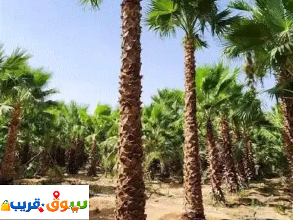 نخل واشنطن الملوكي للبيع | زينة استوائية وفخامة...