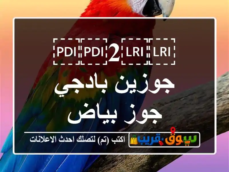 ⁦⁦2⁩⁩ جوزين بادجي جوز بياض