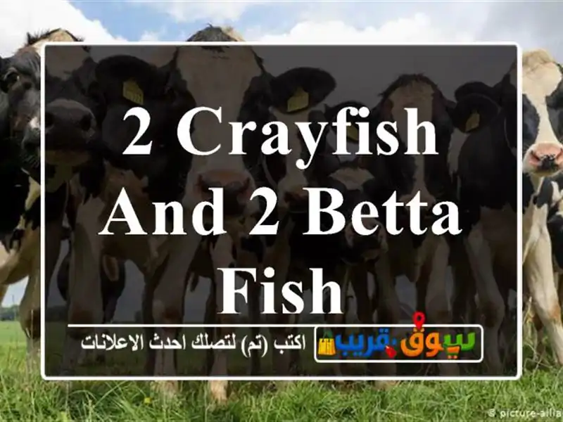 2 crayfish and 2 betta fish