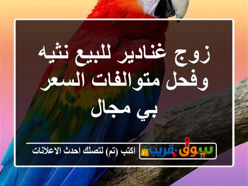 زوج غنادير للبيع نثيه وفحل متوالفات السعر بي مجال