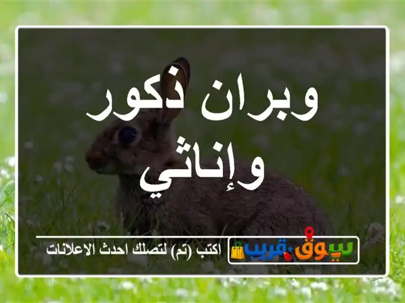 وبران ذكور وإناثي