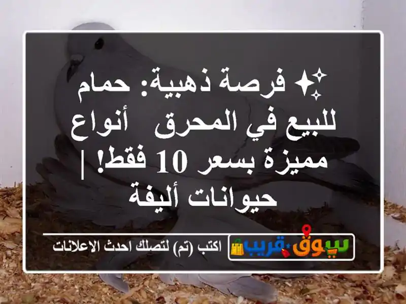 ✨ فرصة ذهبية: حمام للبيع في المحرق - أنواع مميزة بسعر...