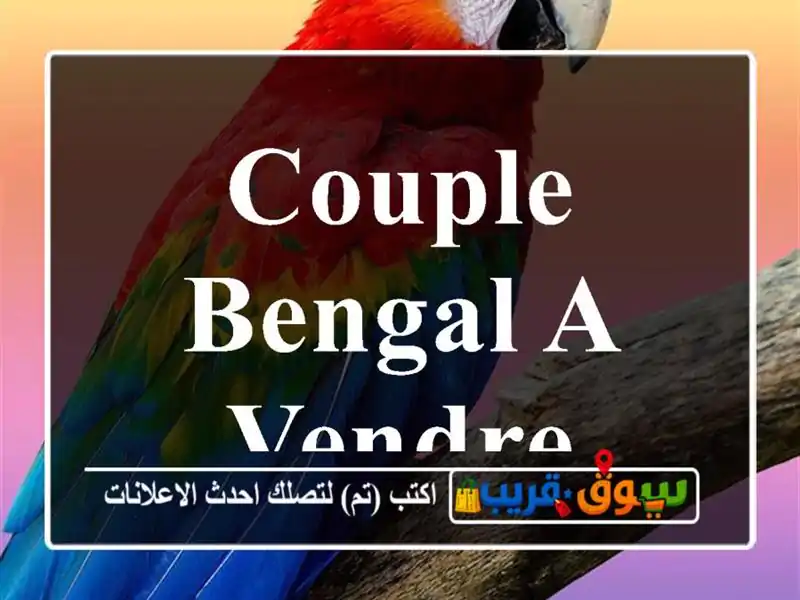 COUPLE BENGAL A VENDRE