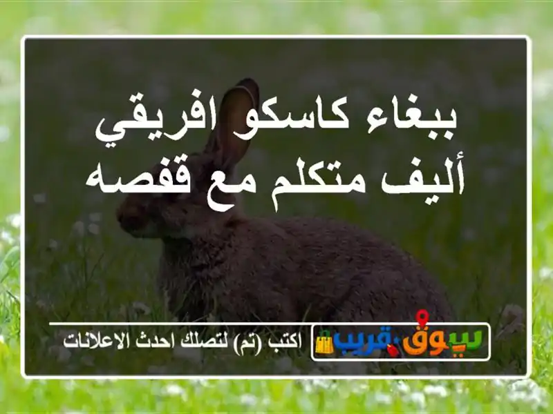 ببغاء كاسكو افريقي أليف متكلم مع قفصه