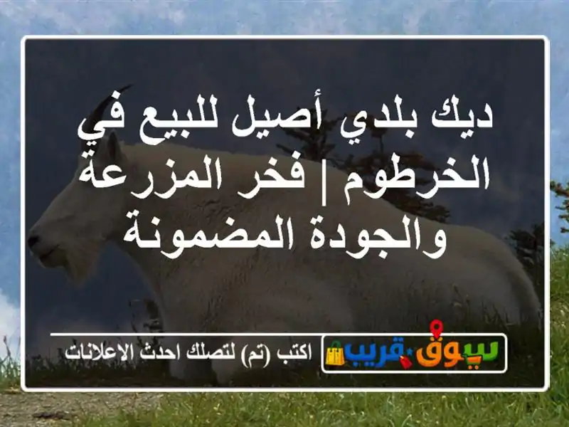 ديك بلدي أصيل للبيع في الخرطوم | فخر المزرعة...