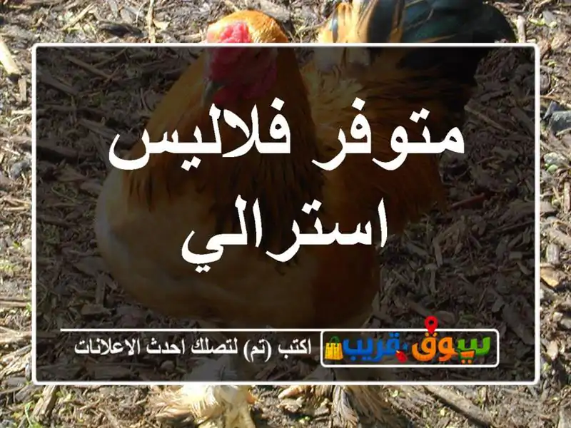 متوفر فلاليس استرالي