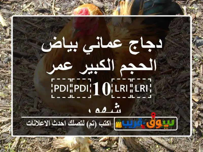 دجاج عماني بياض الحجم الكبير عمر ⁦⁦10⁩⁩ شهور