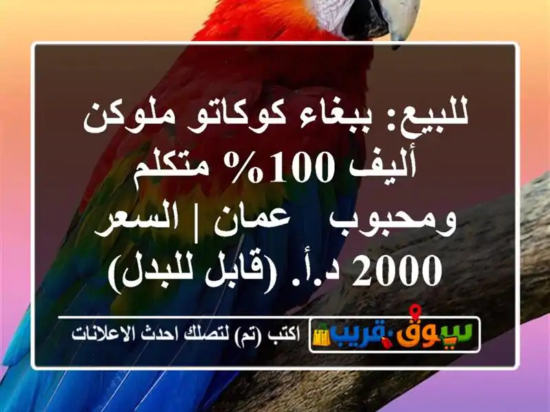 للبيع: ببغاء كوكاتو ملوكن أليف 100% متكلم ومحبوب - عمان...