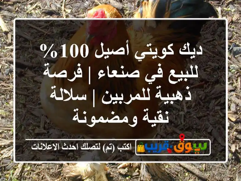 ديك كويتي أصيل 100% للبيع في صنعاء | فرصة ذهبية للمربين | سلالة نقية ومضمونة