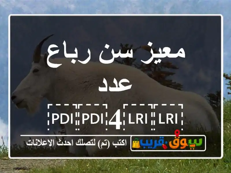 معيز سن رباع عدد ⁦⁦4⁩⁩