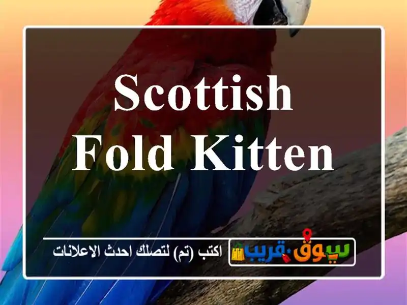 Scottish Fold Kitten