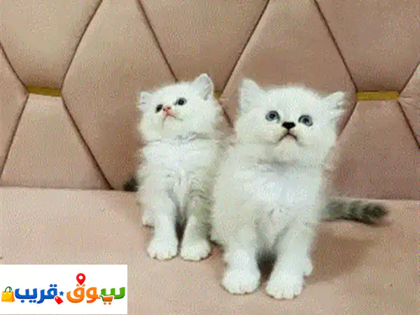 راد غول وهملايا ذكور واناث العمر 50 يوم برسوم تواصل