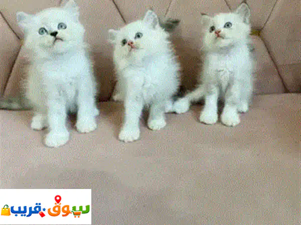 راد غول وهملايا ذكور واناث العمر 50 يوم برسوم تواصل